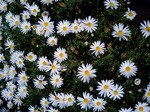 flower.JPG